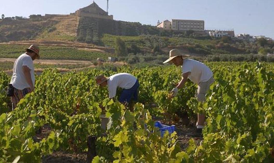 Los viticultores valoran positivamente la llegada de los fondos del Plan de Reestructuración del Viñedo