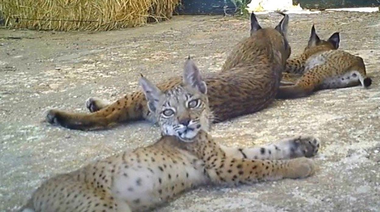 Buscan nombres para tres cachorros de lince ibérico nacidos en Ciudad Real