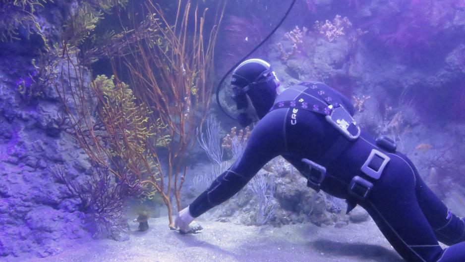 Los profesionales del Oceanogràfic comparten sus métodos y experiencias en un curso de acuariología