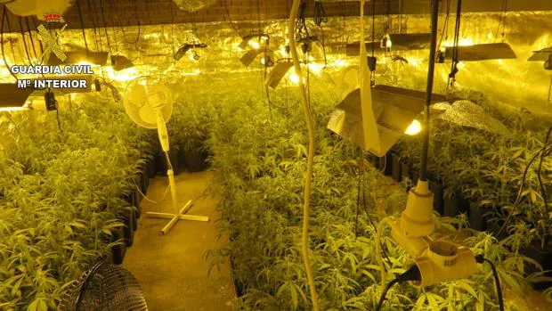 Un perro detector de drogas ayuda a acabar con un cultivo de 700 plantas de marihuana en el Casar de Escalona