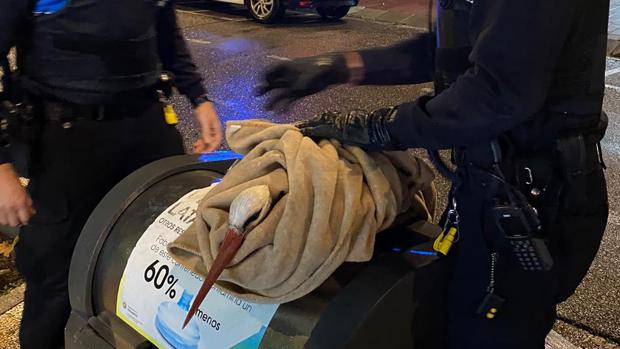 Rescatan a una cigüeña que no podía volar por culpa de las tormentas en Valladolid