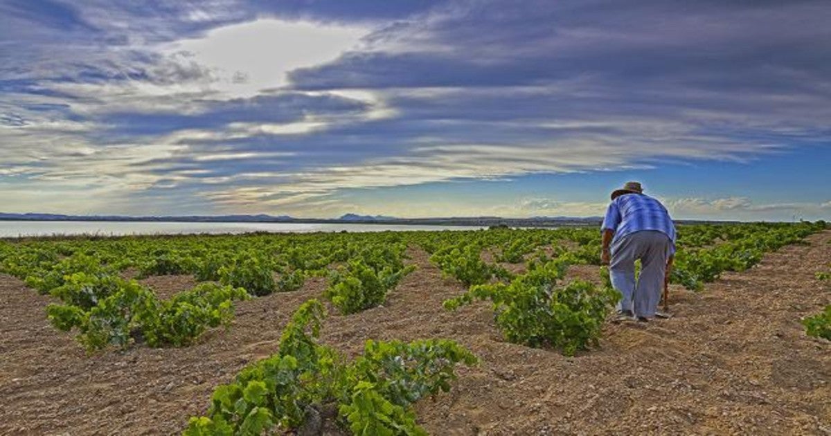 Buenas puntuaciones de James Suckling para los vinos de «Sopla Levante»