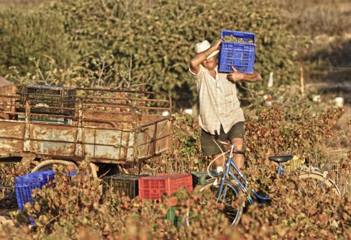 Buenas puntuaciones de James Suckling para los vinos de «Sopla Levante»