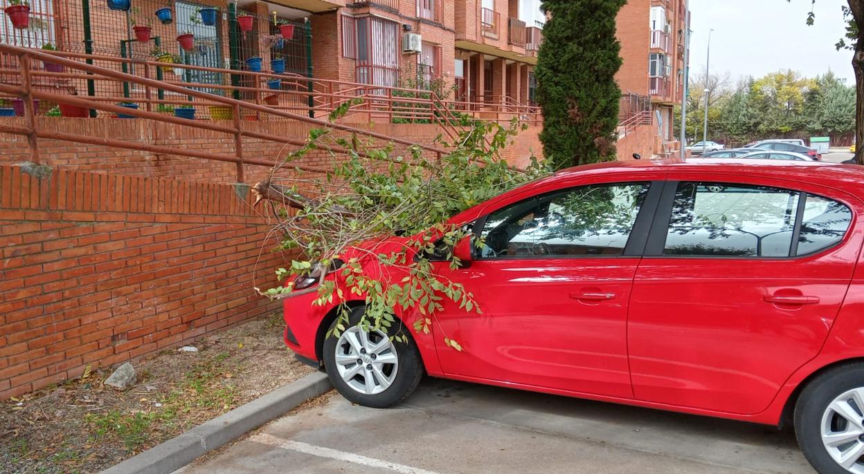 Una rama caída juntoa un coche