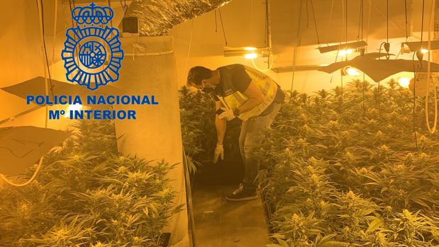 Detienen a cinco hombres por cultivar más de mil plantas de marihuana en Valencia