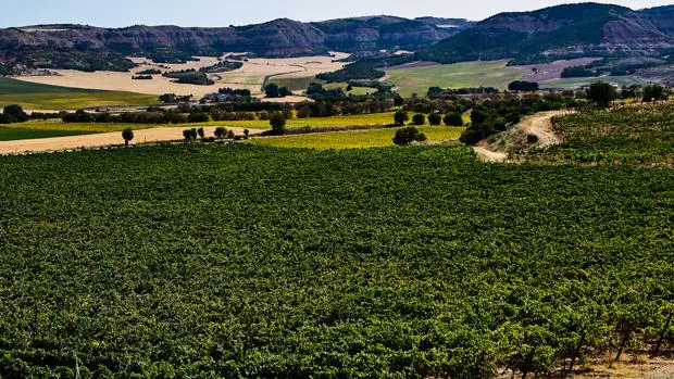 Calzadilla Classic: el vino de Cuenca recomendado por la OCU entre los mejores de España