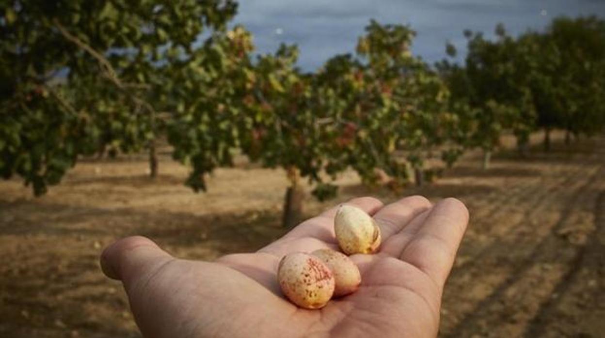 Ecopistacho, el caballero con armadura que triunfa en La Mancha