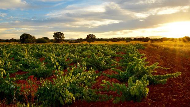 Doce bodegas de Ciudad Real van a recibir 8,3 millones en ayudas «Vinati»