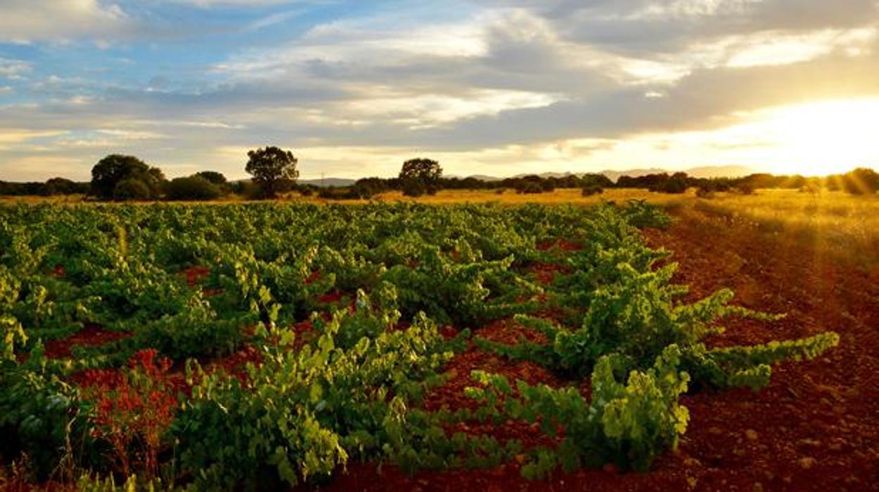 Las ayudas Vinati están destinadas a modernizar las líneas de producción de los viticultores