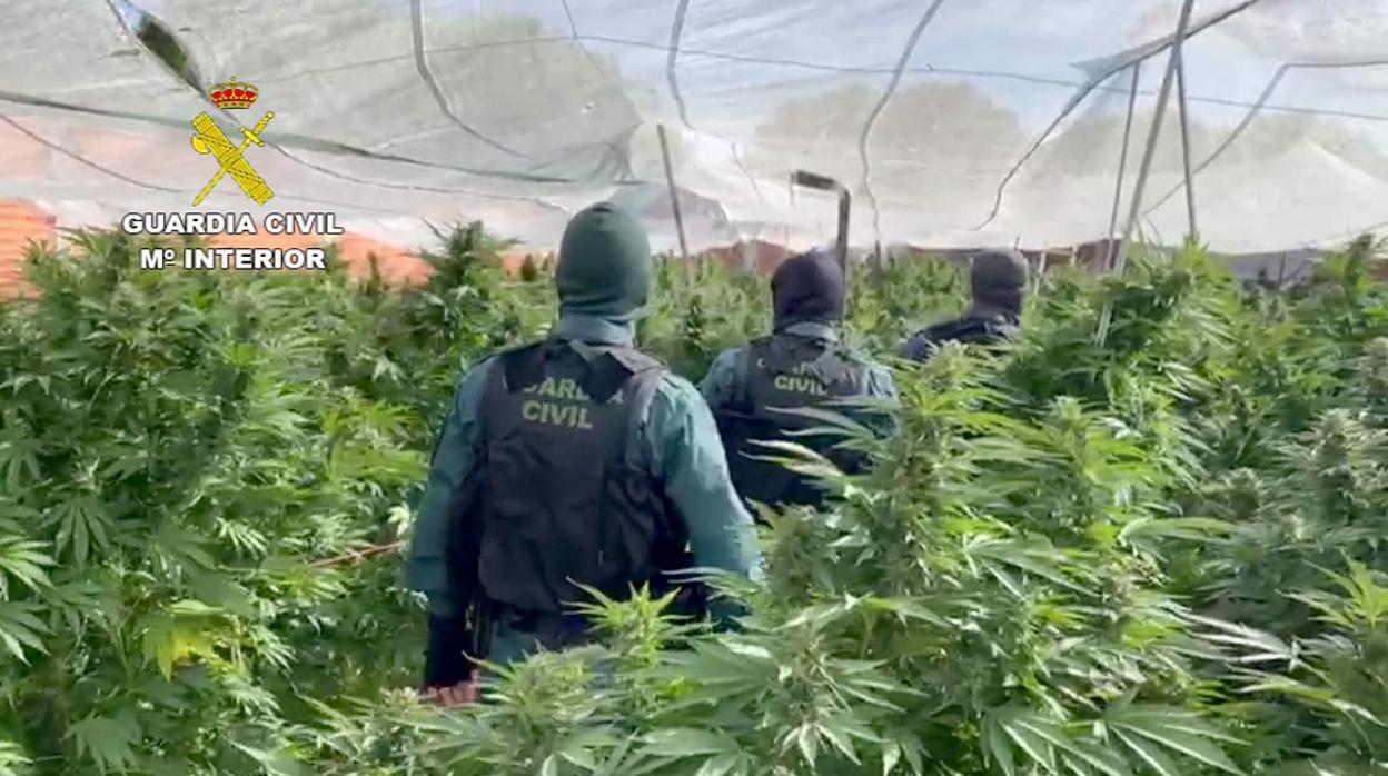 La Guardia Civil desmanteló en noviembre un invernadero con casi 300 plantas de marihuana en Portillo (Valladolid)