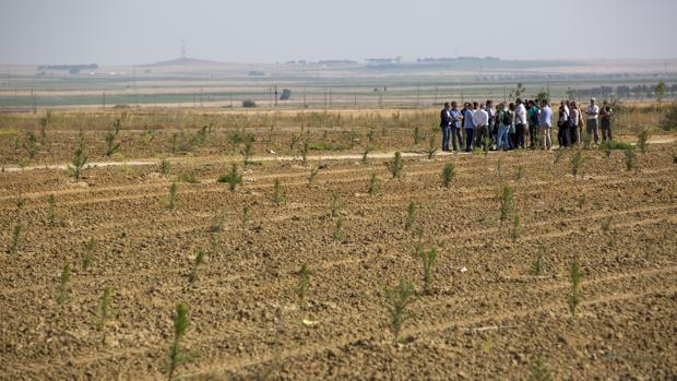 La Junta firma dos nuevos convenios para la plantación de más de 135.000 árboles en Palencia