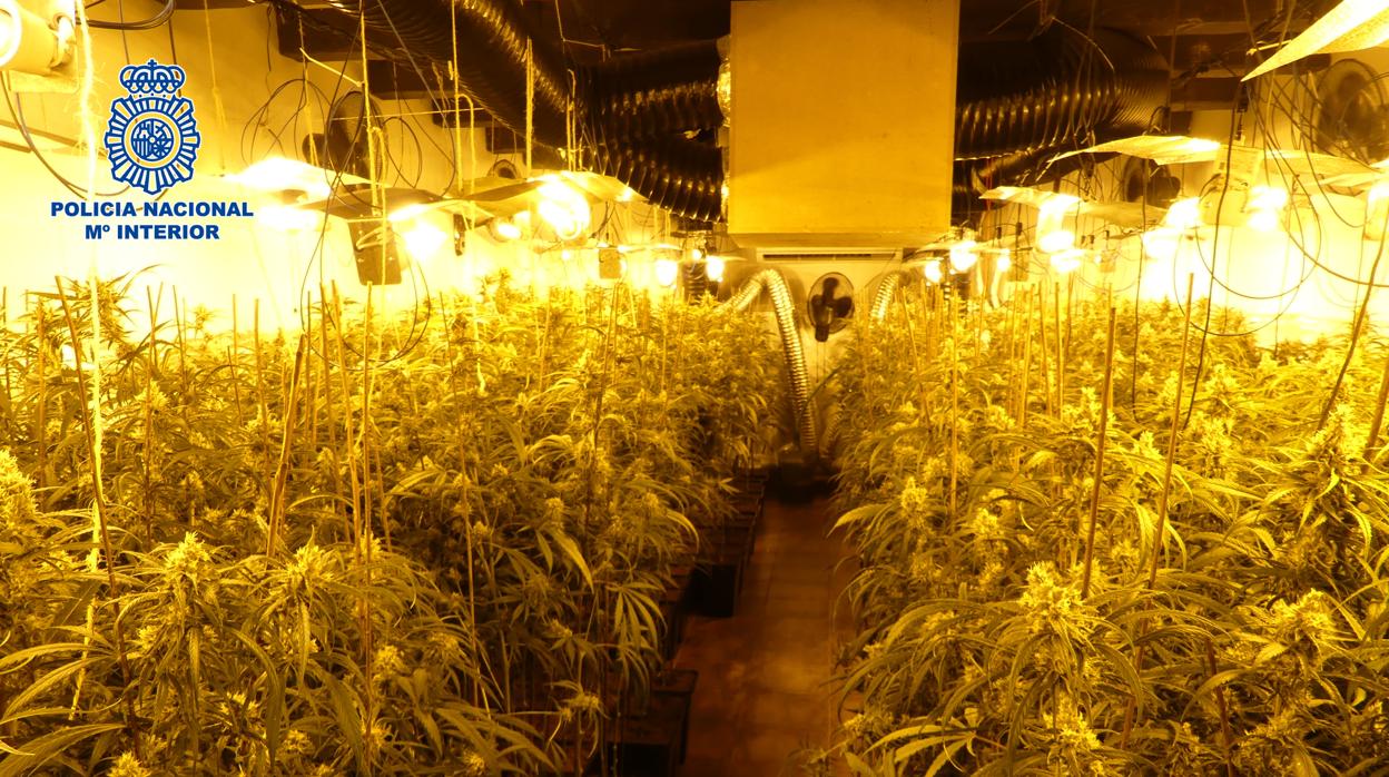 Las plantas hubieran permitido obtener 207 kilos de marihuana