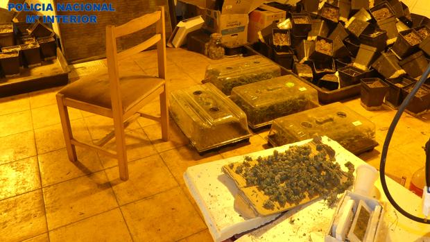 Detienen a dos okupas por convertir la casa asaltada en una plantación de marihuana