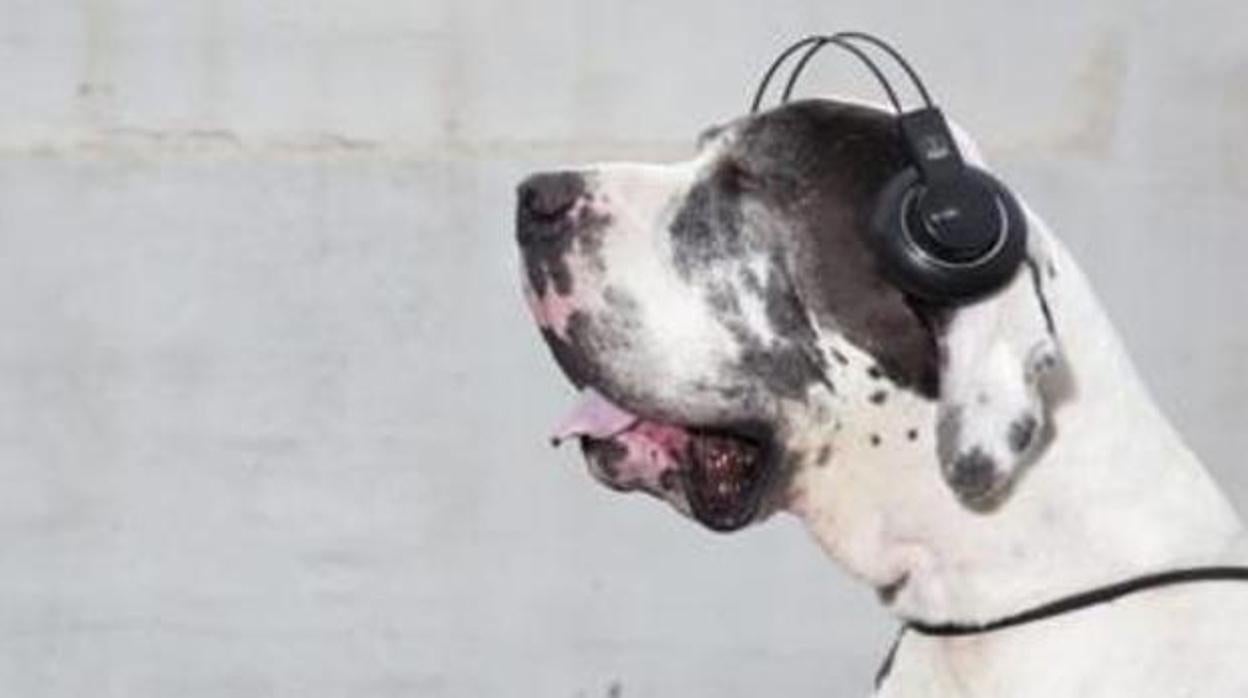 Imagen de archivo de un perro escuchando música