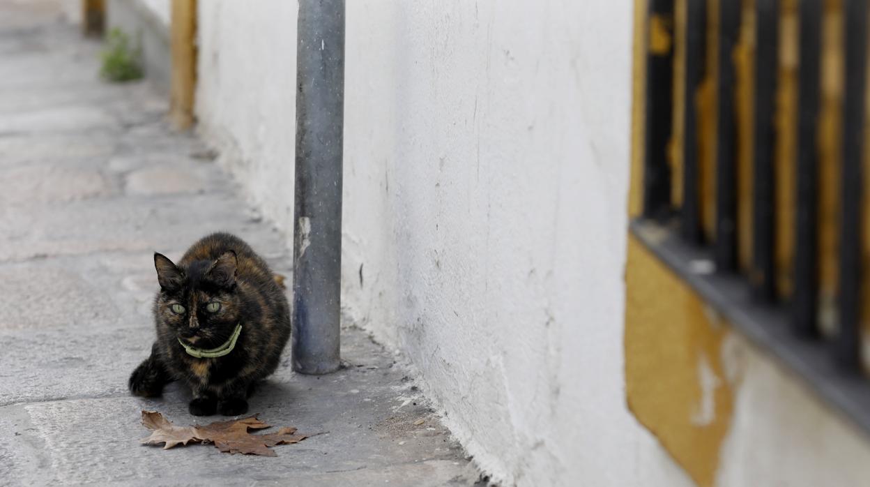 La mujer se cayó en un terreno que presentaba muchas dificultades de acceso