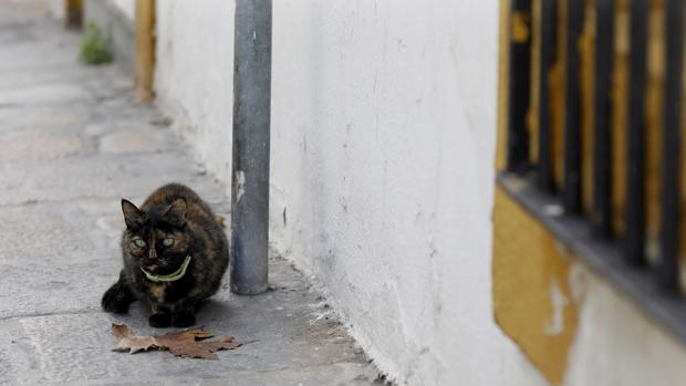 Una mujer queda en muerte cerebral tras intentar alimentar a unos gatos callejeros