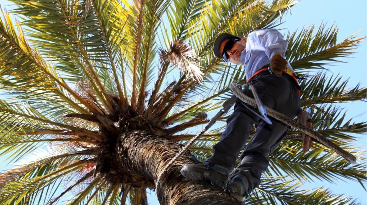 Un palmerero trabaja en altura en una palmera en Elche