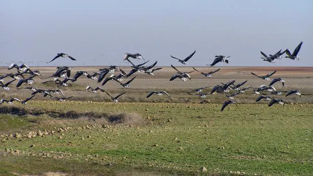 Más de 15.000 aves pasan el invierno en las Lagunas de Villafáfila