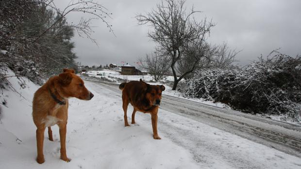 El Bierzo, mejor destino turístico con mascota de España