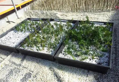 Plantas de tejo en periodo de crecimiento una vez cultivadas en los viveros de la Comunidad de Madrid