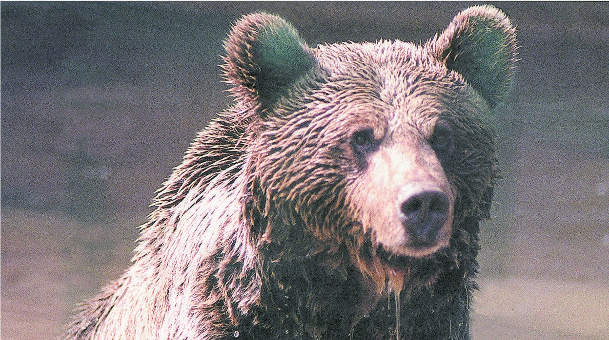 Imagen de un oso pardo en Asturias.