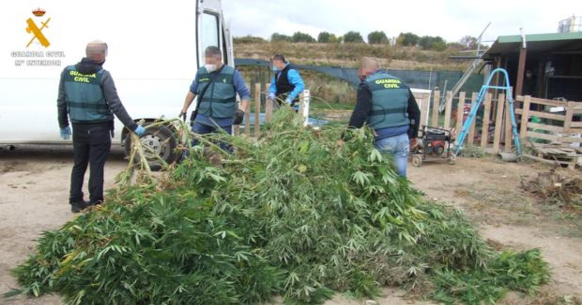 Imagen de las plantas de marihuana halladas por la Guardia Civil