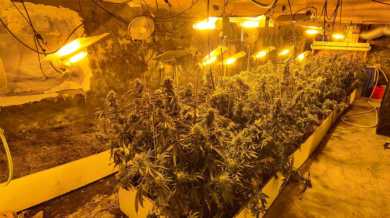 Imagen de la plantación de marihuana oculta en un criadero de cerdos