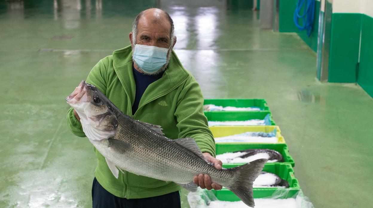 Un pescador muestra una lubina en la lonja de Burela (Lugo)