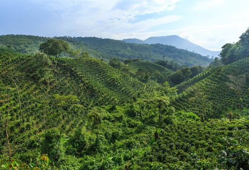 Una zona de la Sierra Nevada de Santa Marta, llena de plantaciones de café