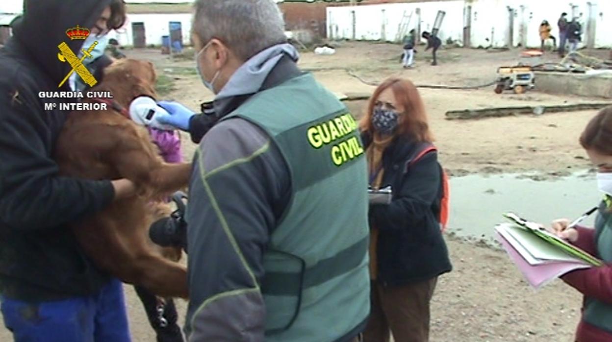 Un agente de la Guardia Civil toma la temperatura a un perro tras la operación