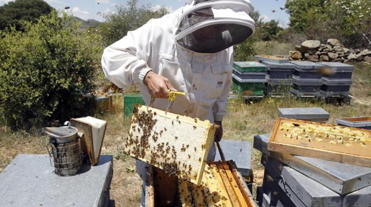 Los apicultores de Albacete prevén un mal 2021, acuciados por la varroa