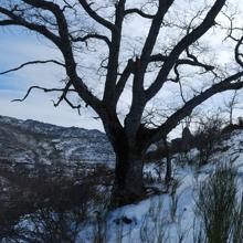 El Hayedo de Montejo, nevado