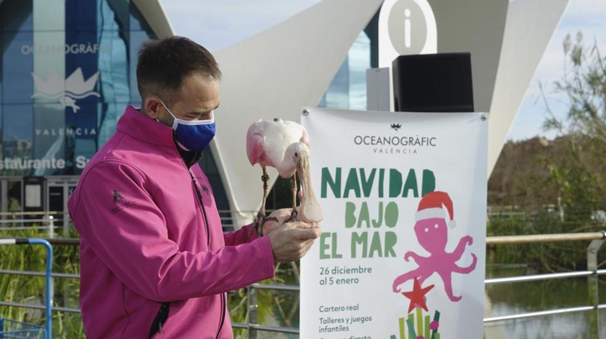 Imagen del festival «Navidad bajo el mar» del Oceanogràfic de Valencia