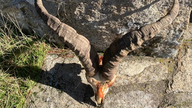 La Guardia Civil investiga a cuatro personas por cazar sin autorización cabras montesas en la Sierra de Gredos