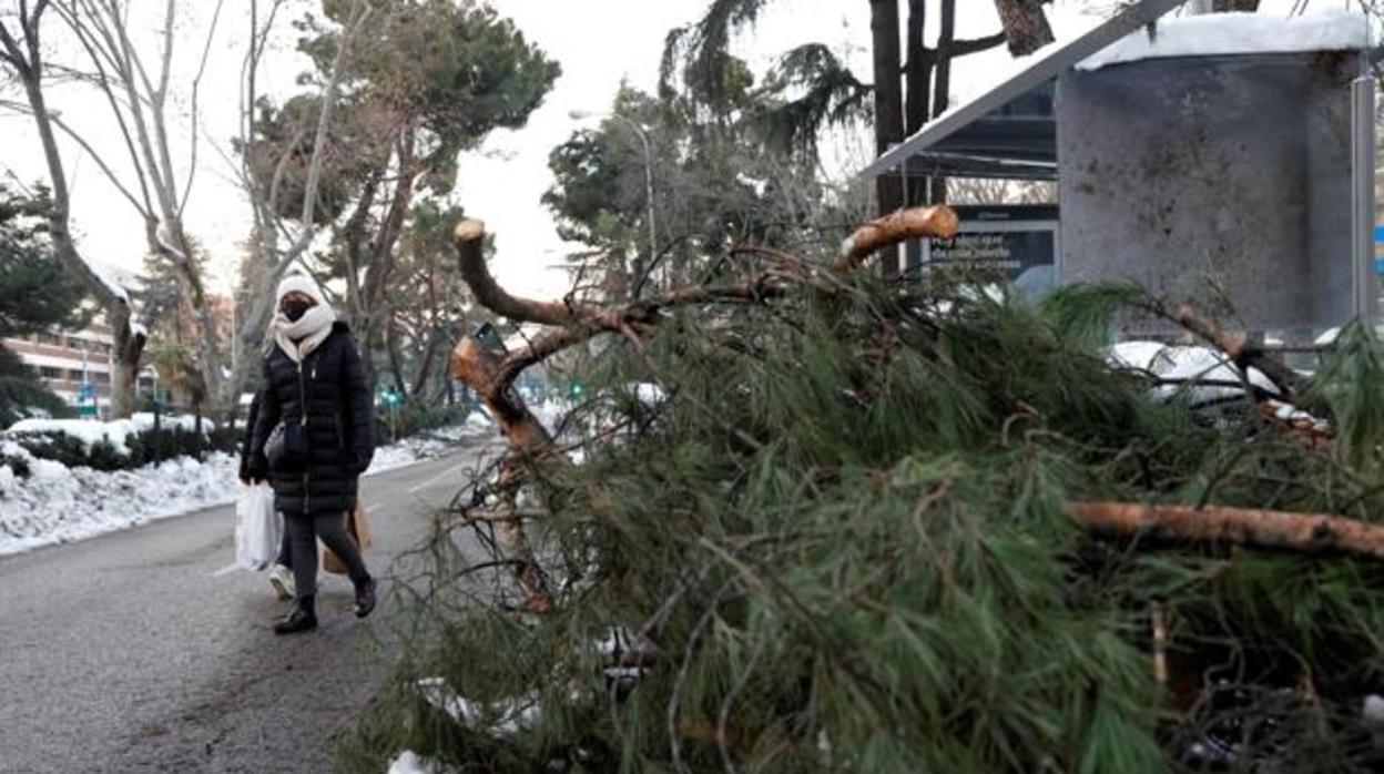 El peso de la nieve que ha dejado el temporal Filomena ha derribado árboles y causado múltiples desperfectos