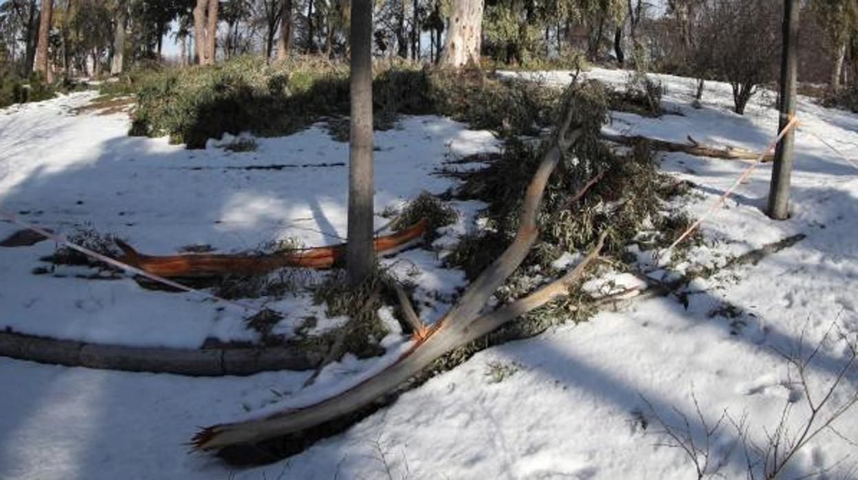 Numerosas ramas se han desprendido de los árboles en el parque del Retiro