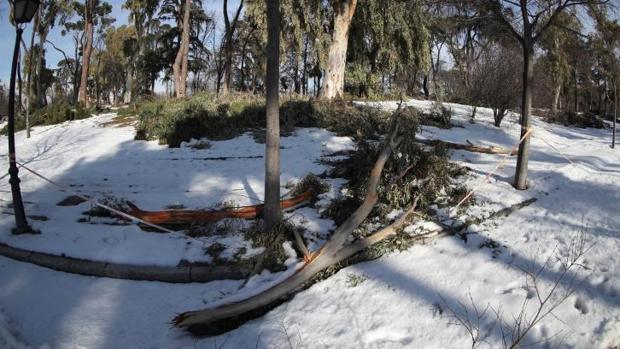 El Retiro y la Casa de Campo estarán cerrados «mínimo dos meses» para revisar los árboles dañados