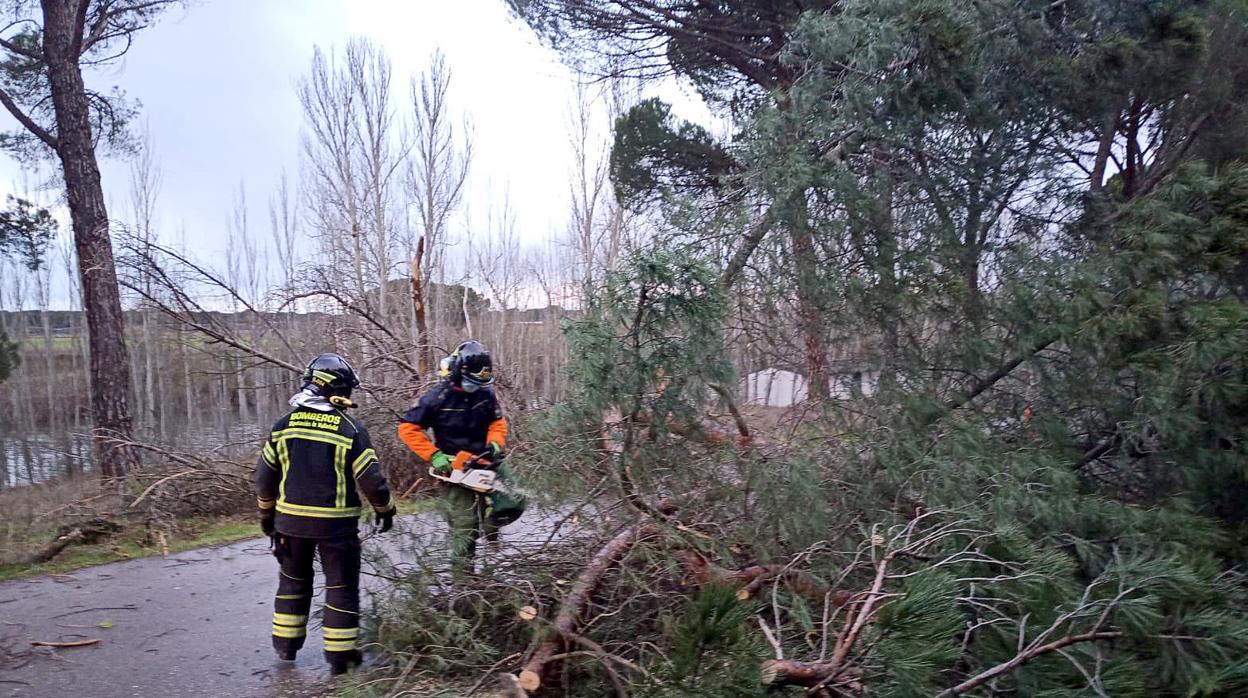 Los bomberos retiran árboles caídos por el temporal Hortensia, en el municipio de Simancas (Valladolid)