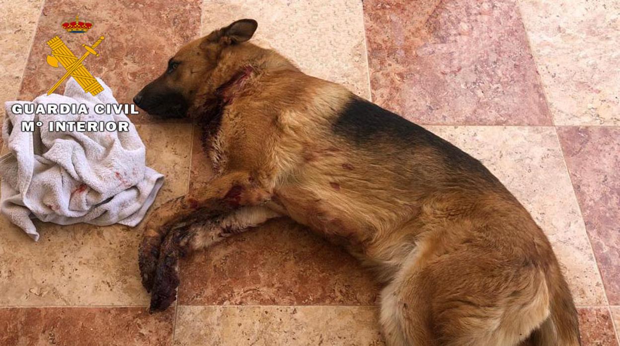 Detienen a tres personas que extorsionaron a un joven causando graves daños a su perro en Caudete