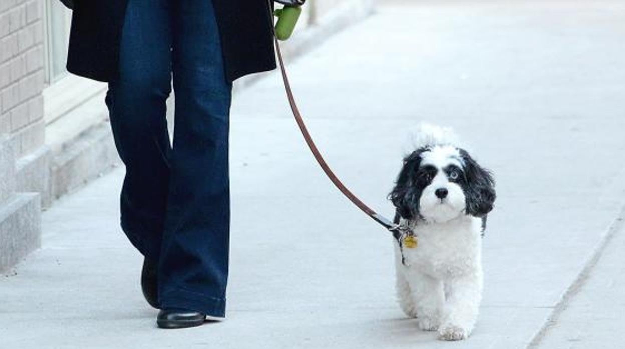 La normativa aprobada en Huesca para reducir los problemas de higiene por las micciones de perros ya está plenamente en vigor