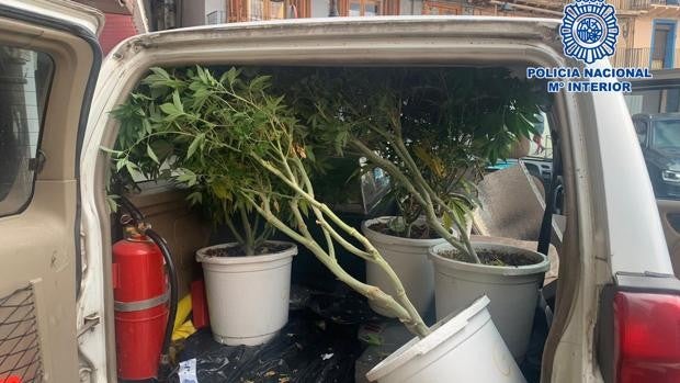 La Policía desmantela en Calatayud una plantación de marihuana y detiene a 6 personas