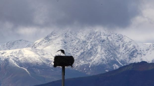 Caduca el refrán «por San Blas la cigüeña verás»: más de 1.200 ejemplares pasan el invierno en Castilla y León