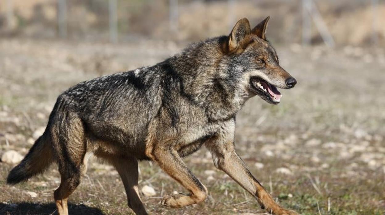 Un lobo en una imagen de archivo