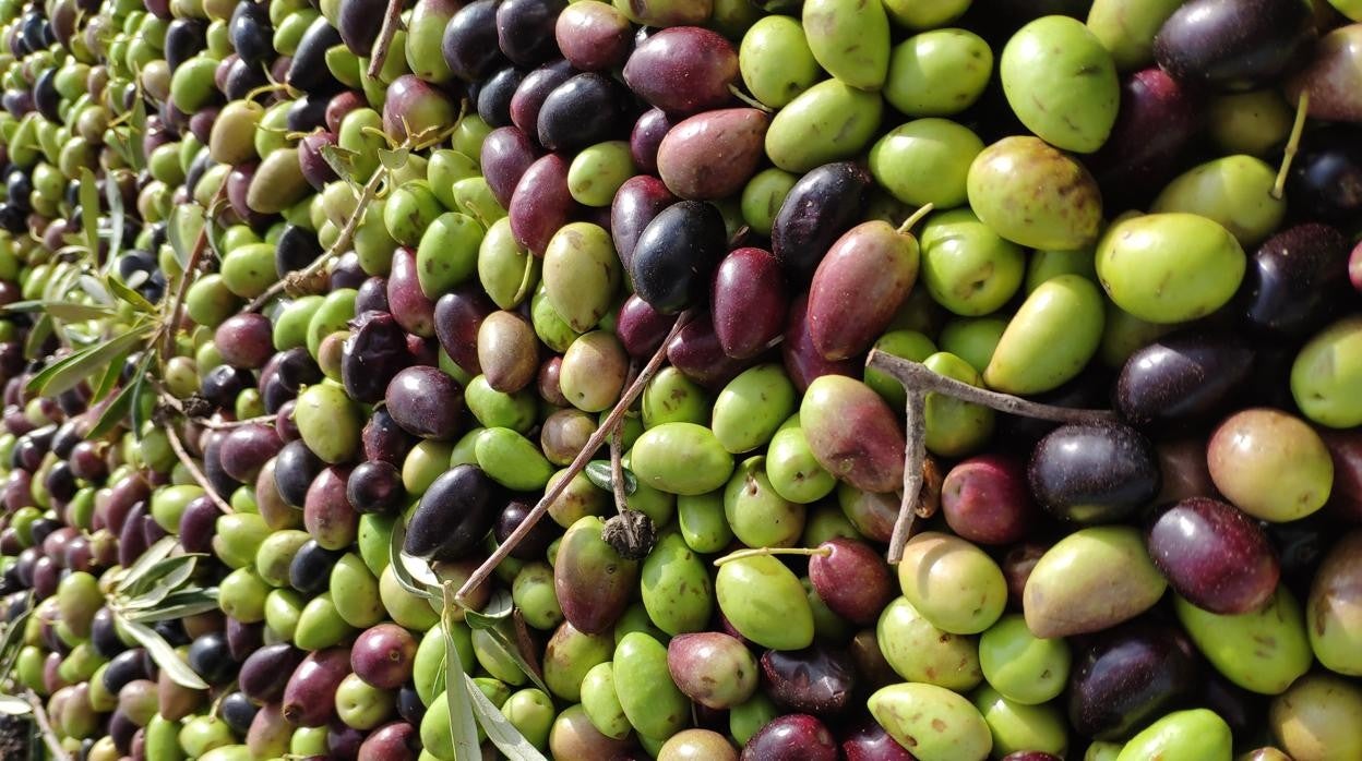 Aceitunas cornicabra DO Montes de Toledo