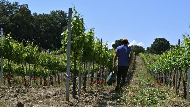 Castilla-La Mancha, en busca de las uvas perdidas