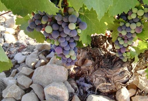 Castilla-La Mancha, en busca de las uvas perdidas