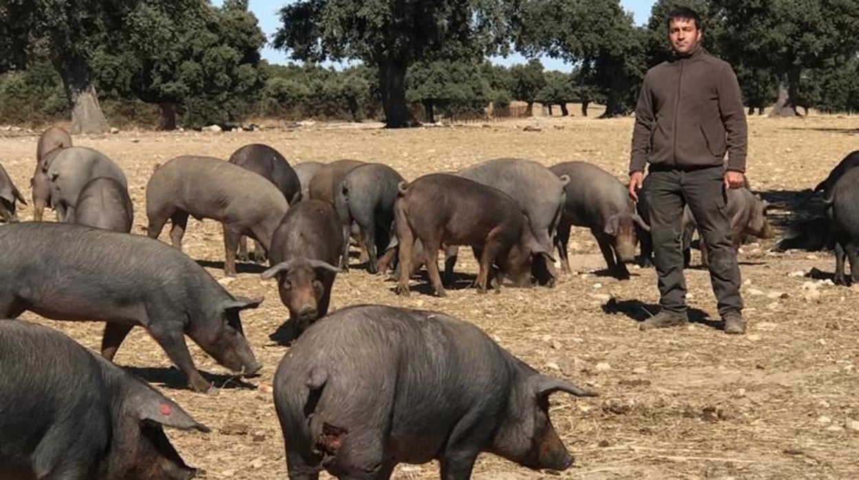 Héctor Gómez, ganadero en la provincia de Salamanca, en la dehesa con sus cerdos ibéricos. En primer término, un animal con un mordisco del lobo en la pata