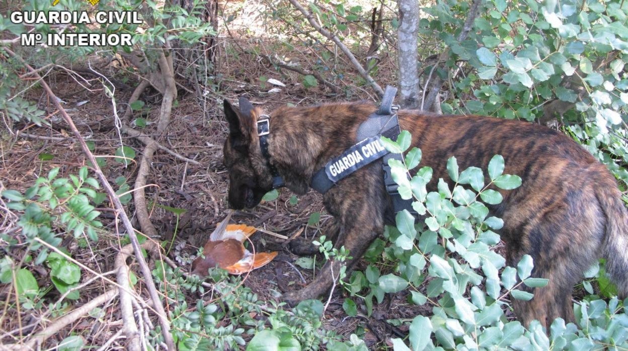 Imagen de un perro de la Guardia Civil con uno de los palomos muertos y con veneno en su interior