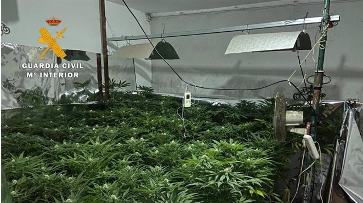 Ls plantaciones de marihuana que han sido incautadas