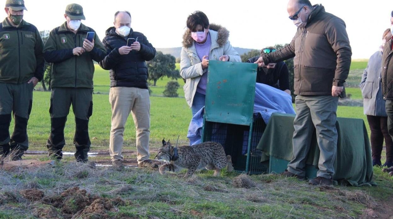 Uno de los linces soltados ayer por el Gobierno de Castilla-La Mancha